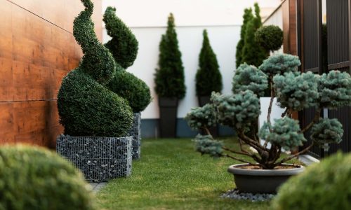 modern-garden-with-spiral-topiary-greenery-2026-03-16-03-30-42-utc.jpg